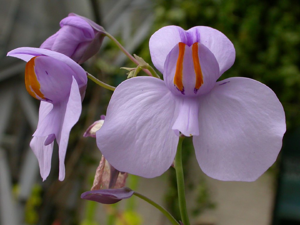 Premium Utricularia Flower seeds for Planting Cottage Garden Essential, Heirloom & GMO Free Seeds for Home Garden seeds