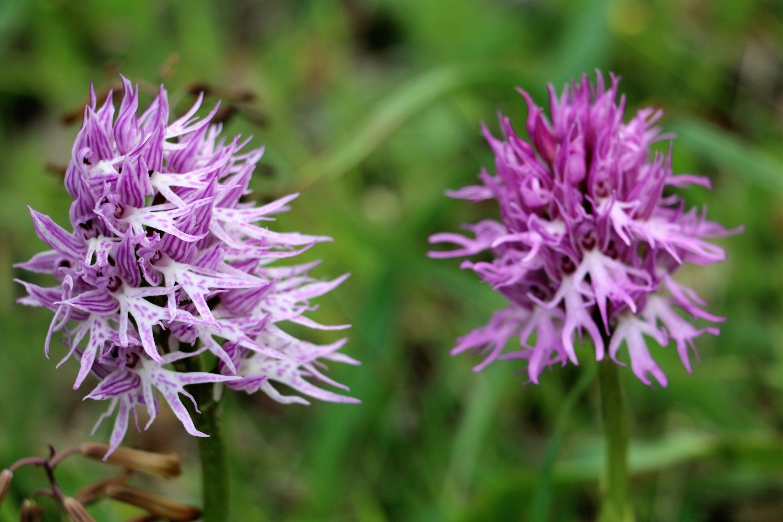 Orchis Italica Flower seeds for Planting Compact Growth, Heirloom & GMO Free Seeds for Home Garden vegetable and garden seeds
