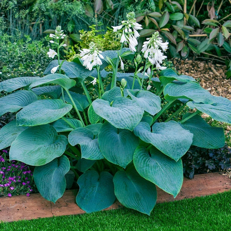 Hosta Perennial Flower seeds for Planting Premium Quality Heirloom & GMO Free Seeds for Home Garden