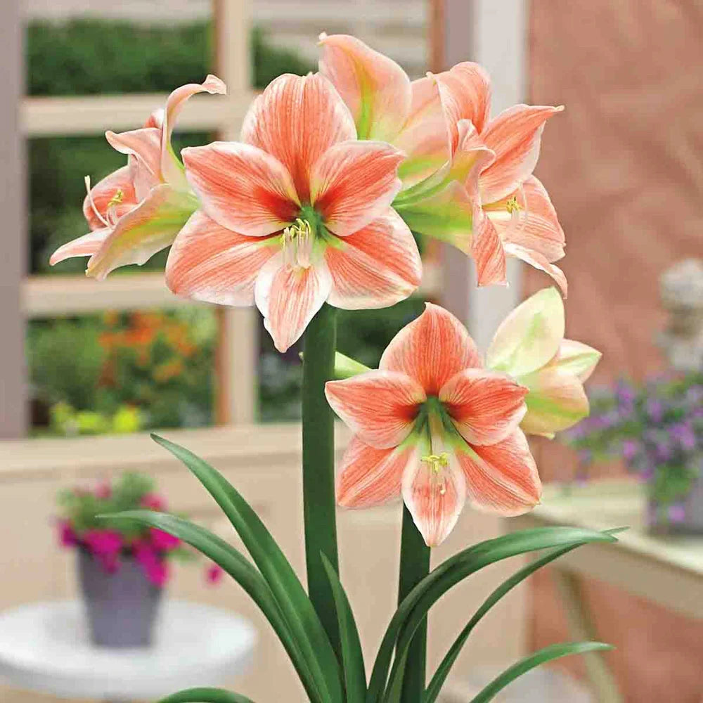 White Orange Amaryllis Flower seeds for Planting Bright Blooms, Heirloom & GMO Free Seeds for Home Garden vegetable and garden seeds