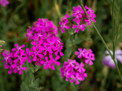 Catchfly Flower seeds for Planting Compact Growth Heirloom & GMO Free Seeds for Home Garden