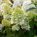 Light Yellow Hydrangea Flower seeds for Planting Cut Flower Favorite, Heirloom & GMO Free Seeds for Home Garden seeds for planting