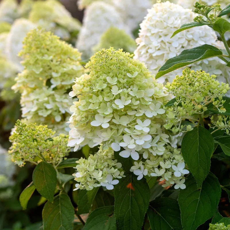 Light Yellow Hydrangea Flower seeds for Planting Cut Flower Favorite, Heirloom & GMO Free Seeds for Home Garden seeds for planting