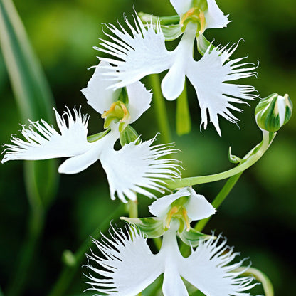 Heirloom Radiata Flower seeds for Planting Premium Quality Heirloom & GMO Free Seeds for Home Garden
