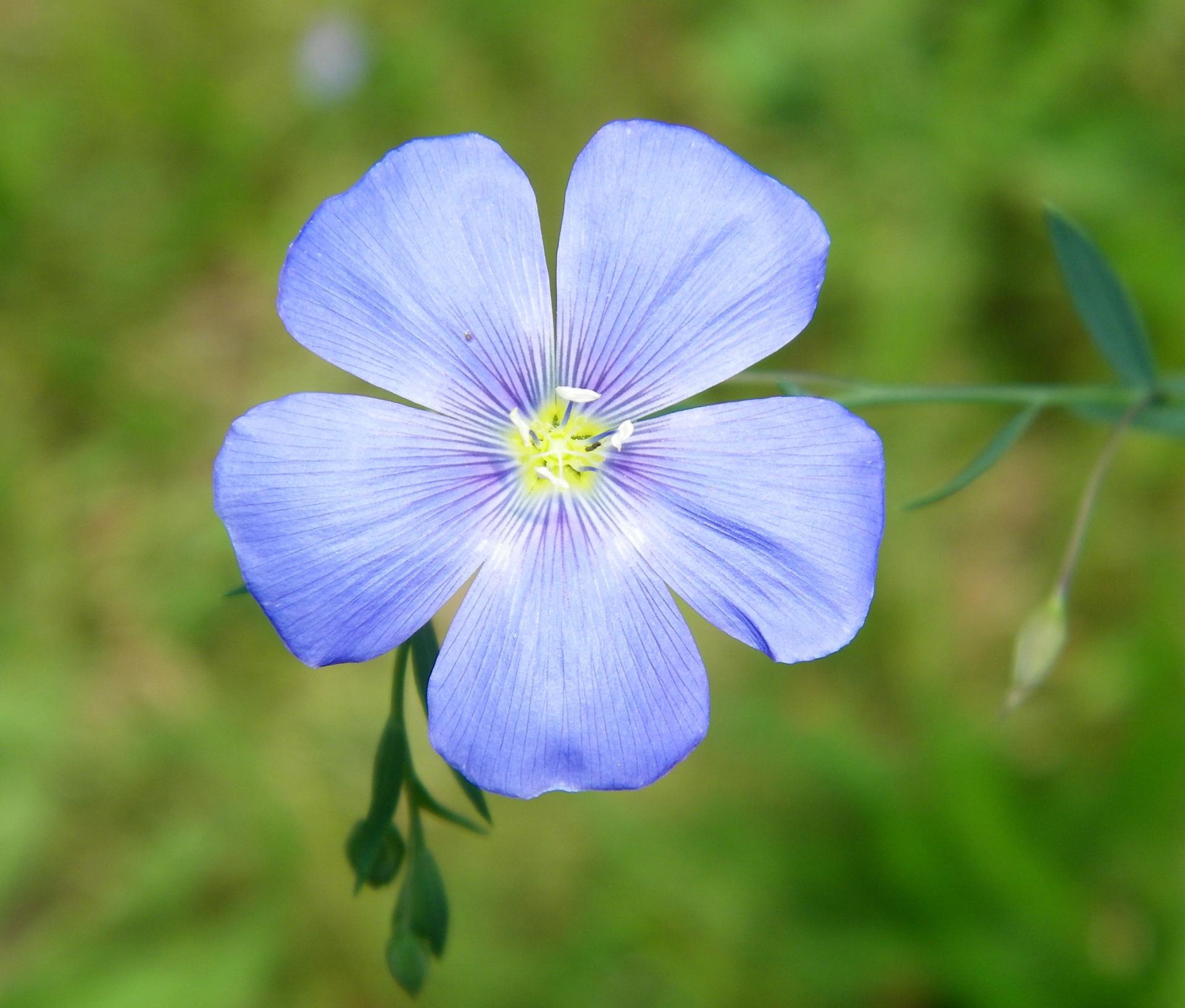 Blue Linum Lewisii Flower seeds for Planting Bright Blooms, Heirloom & GMO Free Seeds for Home Garden Sale vegetable and garden seeds