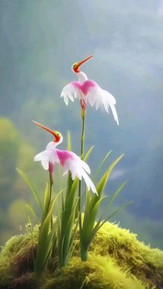 Premium Taube Reiher Flower seeds for Planting Vibrant Colors, Heirloom & GMO Free Seeds for Home Garden seeds