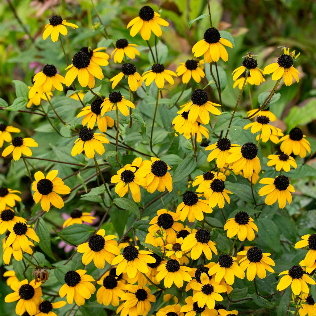 Rudbeckia Triloba Flower seeds for Planting Wildflower Mix, Heirloom & GMO Free Seeds for Home Garden seeds for planting