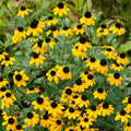 Rudbeckia Triloba Flower seeds for Planting Wildflower Mix, Heirloom & GMO Free Seeds for Home Garden seeds for planting
