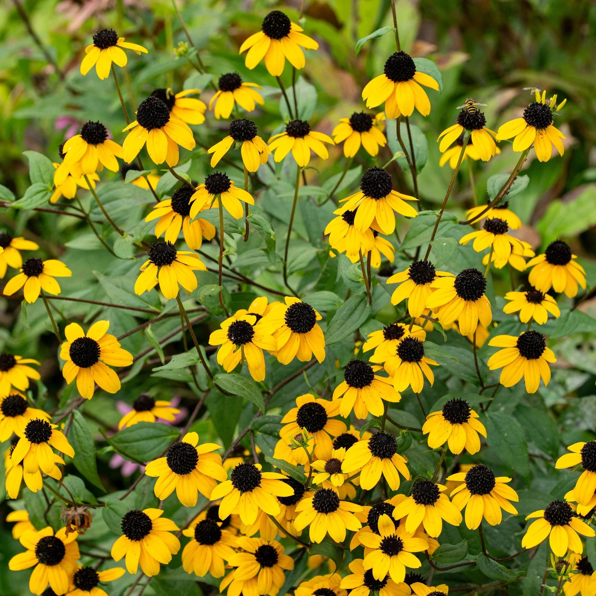 Rudbeckia Triloba Flower seeds for Planting Wildflower Mix, Heirloom & GMO Free Seeds for Home Garden seeds for planting