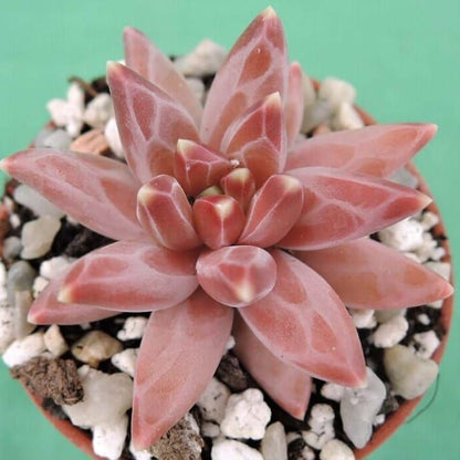 Pachyphytum Compactum Flower seeds for Planting Seasonal Bloomer Heirloom & GMO Free Seeds for Home Garden