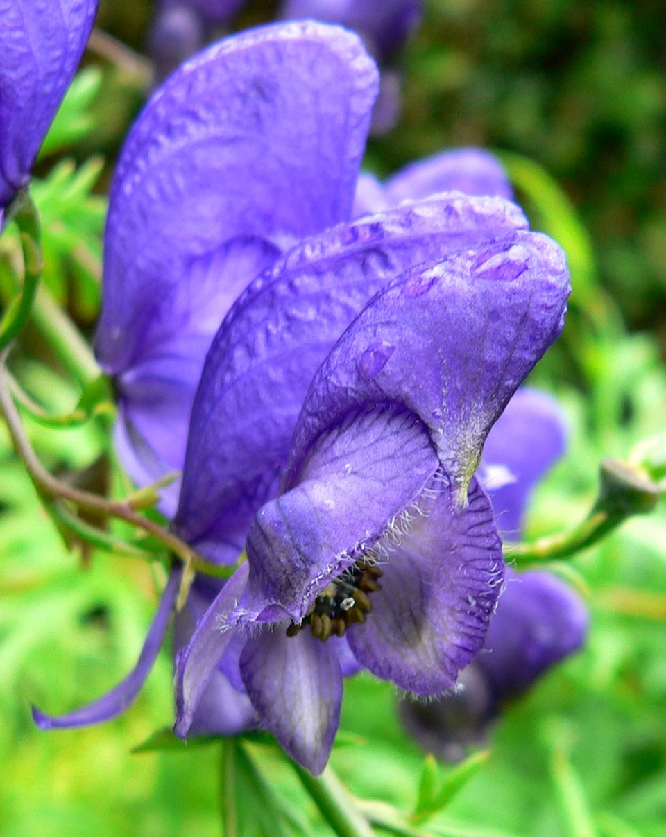 Aconitum Napellus Flower seeds for Planting Cut Flower Favorite Heirloom & GMO Free Seeds for Home Garden