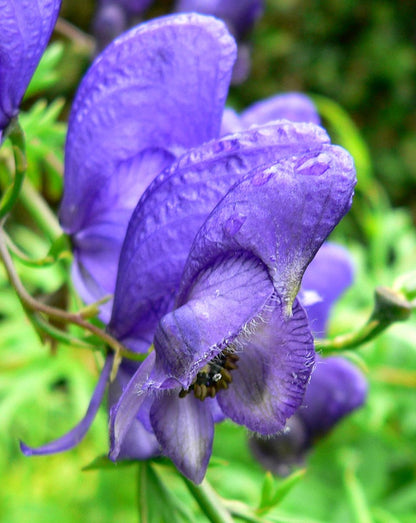 Aconitum Napellus Flower seeds for Planting Cut Flower Favorite Heirloom & GMO Free Seeds for Home Garden