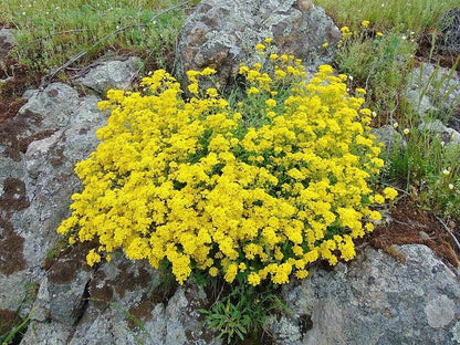 Alyssum Flower seeds for Planting Compact Growth Heirloom & GMO Free Seeds for Home Garden