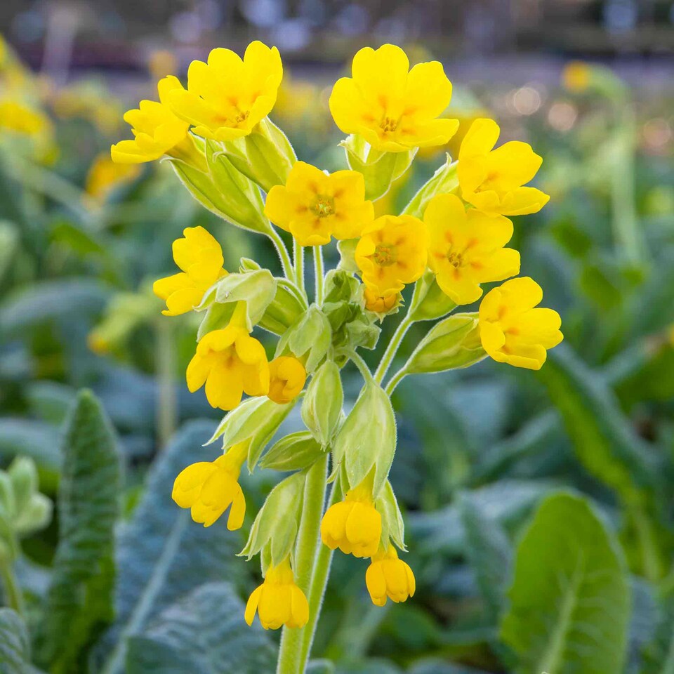Heirloom Veris Flower seeds for Planting Wildflower Mix Heirloom & GMO Free Seeds for Home Garden