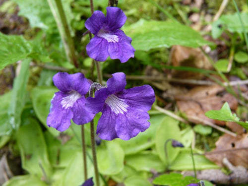 Premium Blue Pinguicula Grandiflora Flower seeds for Planting Bright Blooms, Heirloom & GMO Free Seeds for Home Garden seeds