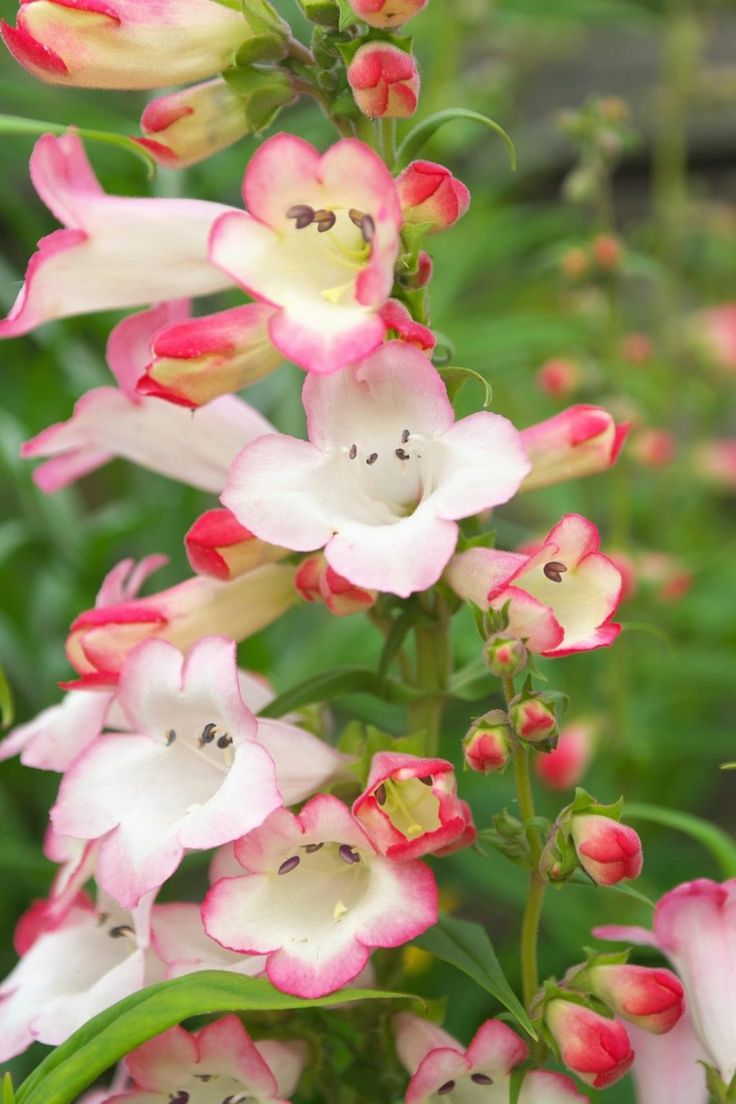 Premium Pink Penstemon Flower seeds for Planting Low Maintenance, Heirloom & GMO Free Seeds for Home Garden seeds