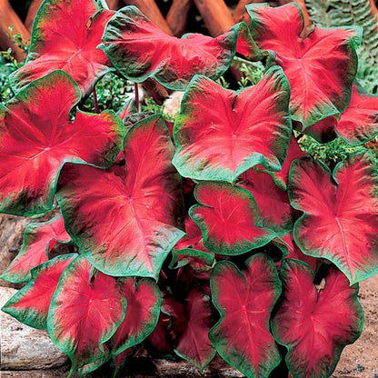 Florida Caladium Flower seeds for Planting Cut Flower Favorite Heirloom & GMO Free Seeds for Home Garden