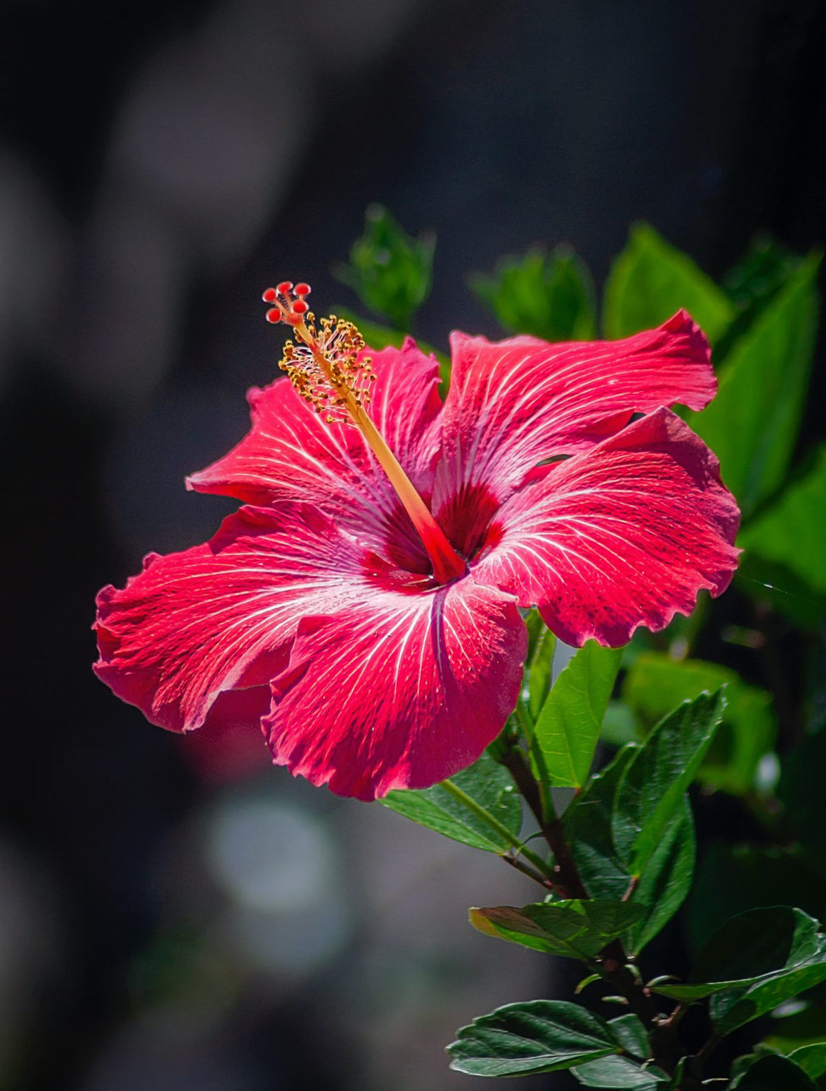 Hibiscus Flower seeds for Planting Seasonal Bloomer Heirloom & GMO Free Seeds for Home Garden