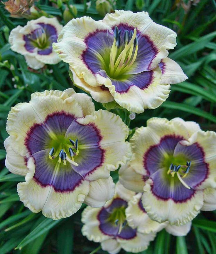 Blue Hemerocallis Flower seeds for Planting Cottage Garden Essential, Heirloom & GMO Free Seeds for Home Garden vegetable and garden seeds