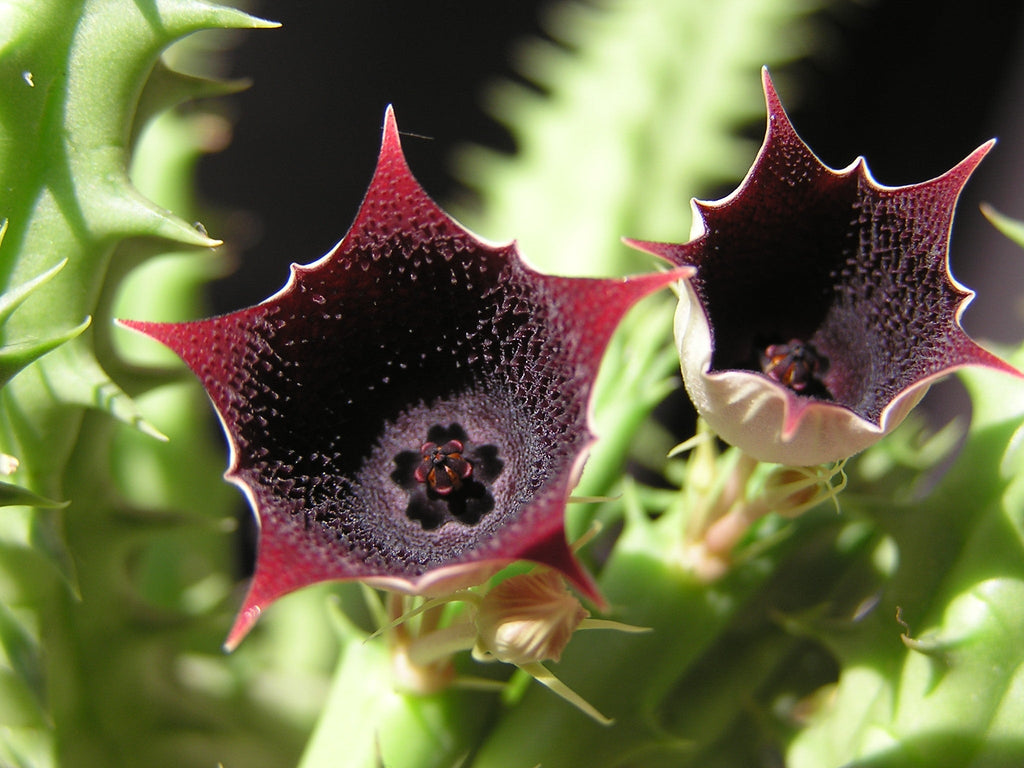 Premium Huernia Keniensis Flower seeds for Planting Compact Growth, Heirloom & GMO Free Seeds for Home Garden seeds
