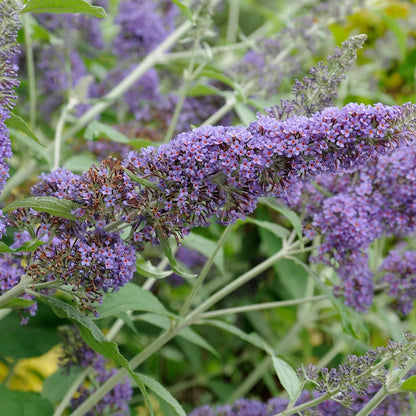 Bush Flower seeds for Planting Long Bloom Season Heirloom & GMO Free Seeds for Home Garden