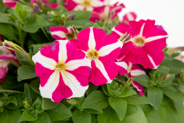 Premium Pink White Tritunia Rose Flower seeds for Planting Wildflower Mix, Heirloom & GMO Free Seeds for Home Garden seeds