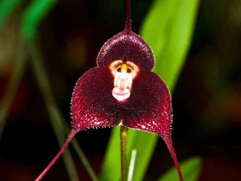 Dark Red Monkey Face Orchid Flower seeds for Planting Hardy Variety, Heirloom & GMO Free Seeds for Home Garden vegetable and garden seeds