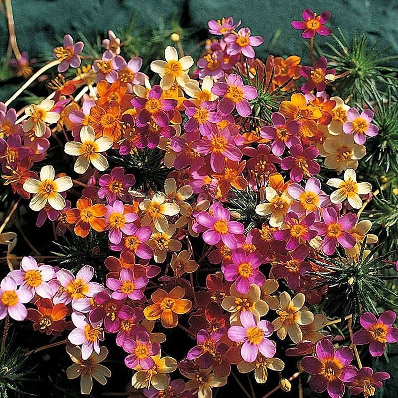 Premium Mix Leptosiphon Flower seeds for Planting Low Maintenance, Heirloom & GMO Free Seeds for Home Garden seeds