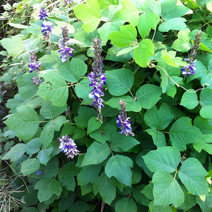Kudzu Pueraria Lobata Flower seeds for Planting - Easy to Grow, Heirloom & GMO Free Seeds for Home Garden