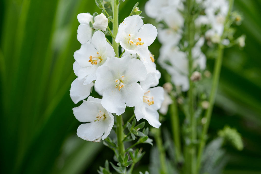 Premium White Verbascum Flower seeds for Planting Seasonal Bloomer, Heirloom & GMO Free Seeds for Home Garden seeds