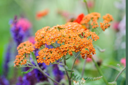 Achillea Flower seeds for Planting, Colorful Display Heirloom & GMO Free Seeds for Home Garden
