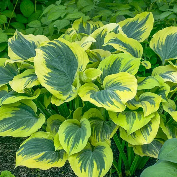 Green Hosta Flower seeds for Planting Long Bloom Season, Heirloom & GMO Free Seeds for Home Garden vegetable and garden seeds