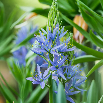 Camassia Flower seeds for Planting Cottage Garden Essential Heirloom & GMO Free Seeds for Home Garden