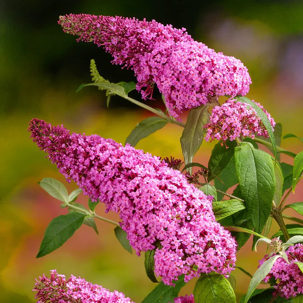 Heirloom Buddleia Flower seeds for Planting Perfect for Borders Heirloom & GMO Free Seeds for Home Garden