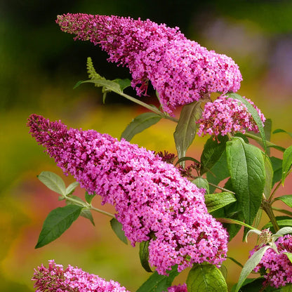 Heirloom Buddleia Flower seeds for Planting Perfect for Borders Heirloom & GMO Free Seeds for Home Garden