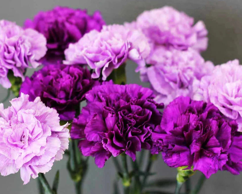 Purple Carnation Flower Seeds for Planting