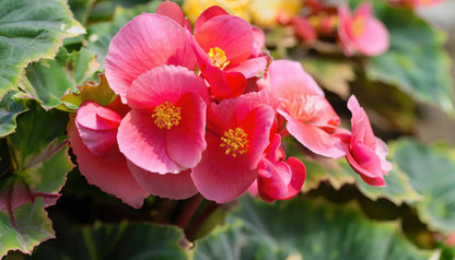 Heirloom Begonia Flower seeds for Planting Hardy Variety Heirloom & GMO Free Seeds for Home Garden
