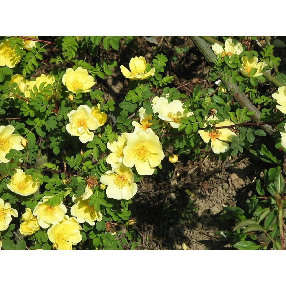 Rosa (Rosa Xanthina) seeds for planting in home garden
