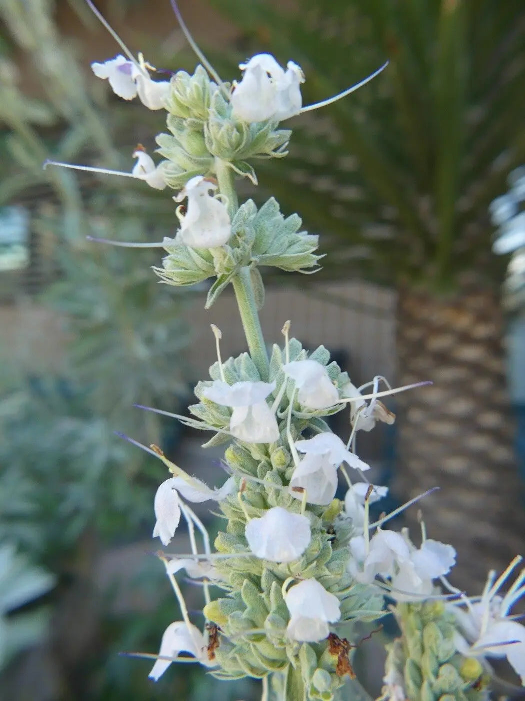 Apiana Flower seeds for Planting Wildflower Mix Heirloom & GMO Free Seeds for Home Garden