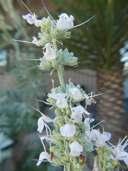Apiana Flower seeds for Planting Wildflower Mix Heirloom & GMO Free Seeds for Home Garden