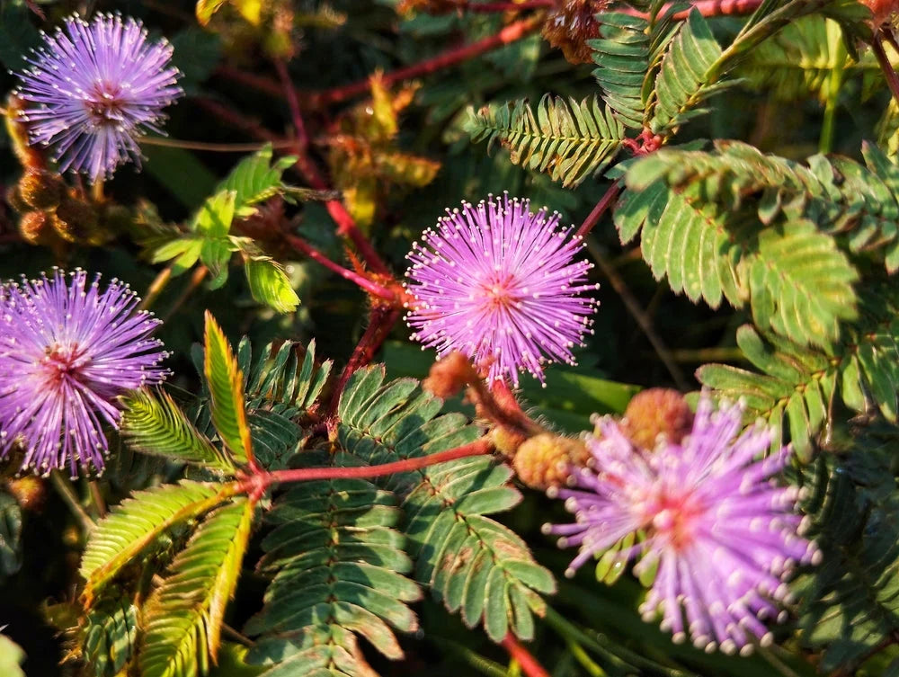 Heirloom Mimosa Pudica Flower seeds for Planting Perfect for Borders Heirloom & GMO Free Seeds for Home Garden
