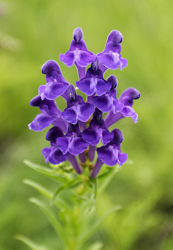 High quality Chinese Skullcap Flower seeds for Planting Garden Favorite, Heirloom & GMO Free Seeds for Home Garden seeds pack