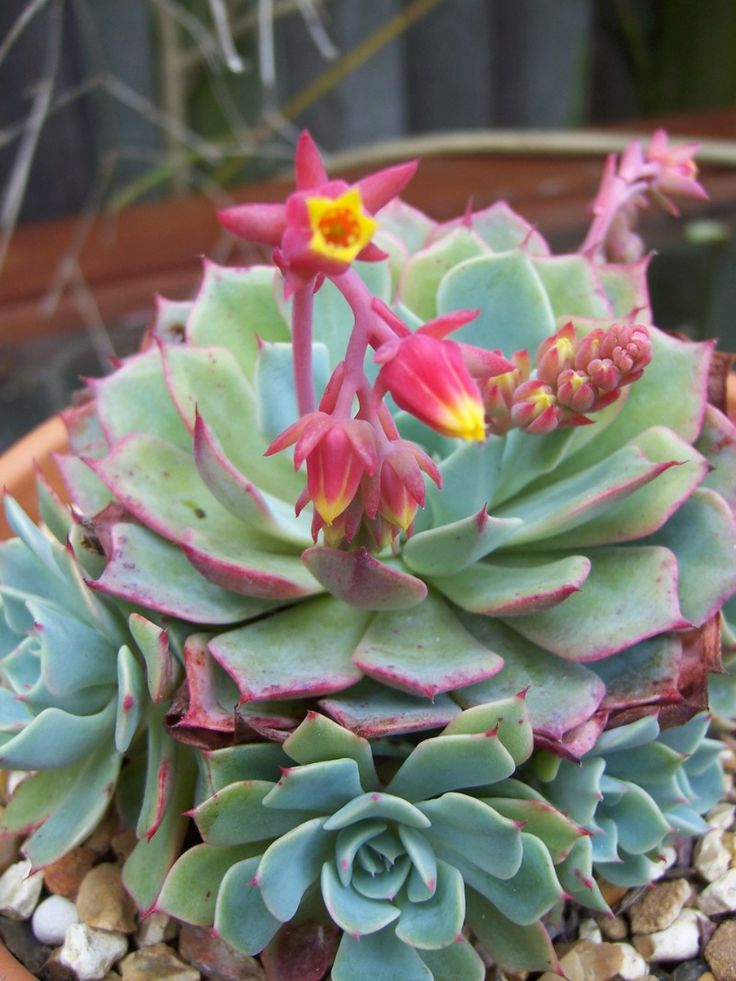 Echeveria Flowering Flower seeds for Planting - Vibrant Colors, Heirloom & GMO Free Seeds for Home Garden