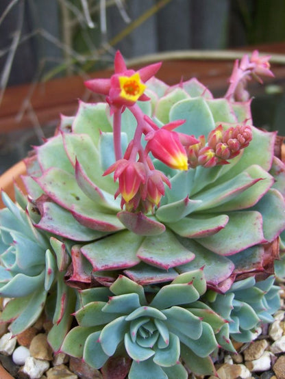 Echeveria Flowering Flower seeds for Planting - Vibrant Colors, Heirloom & GMO Free Seeds for Home Garden