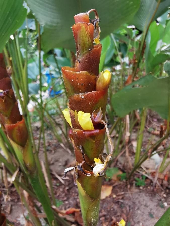 Brown Calathea Lutea Flower seeds for Planting Drought Tolerant, Heirloom & GMO Free Seeds for Home Garden vegetable and garden seeds