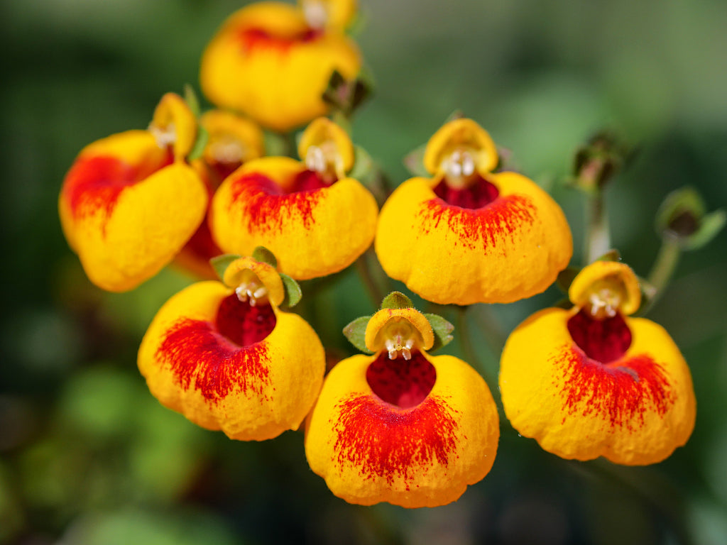 High quality Yellow Red Calceolaria Flower seeds for Planting Colorful Display, Heirloom & GMO Free Seeds for Home Garden seeds pack