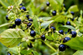 Black Belladonna Flower seeds for Planting Wildflower Mix, Heirloom & GMO Free Seeds for Home Garden seeds for planting