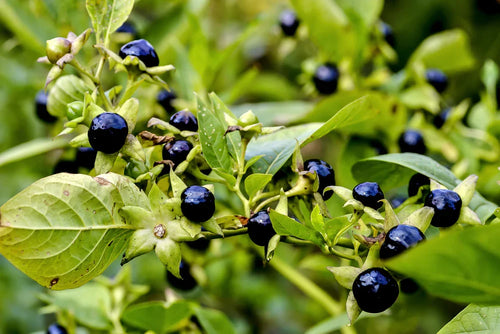 Black Belladonna Flower seeds for Planting Wildflower Mix, Heirloom & GMO Free Seeds for Home Garden seeds for planting