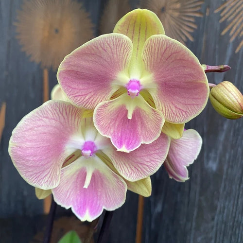 Premium Butterfly Orchid Flower seeds for Planting Cut Flower Favorite, Heirloom & GMO Free Seeds for Home Garden seeds