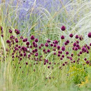 Sphaerocephalon Flower seeds for Planting Sun Loving, Heirloom & GMO Free Seeds for Home Garden seeds for planting